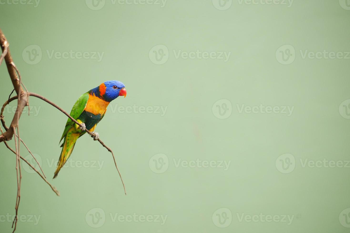 sole mais pappagalli giallo e verdura seduta su albero brunch con copia spazio foto