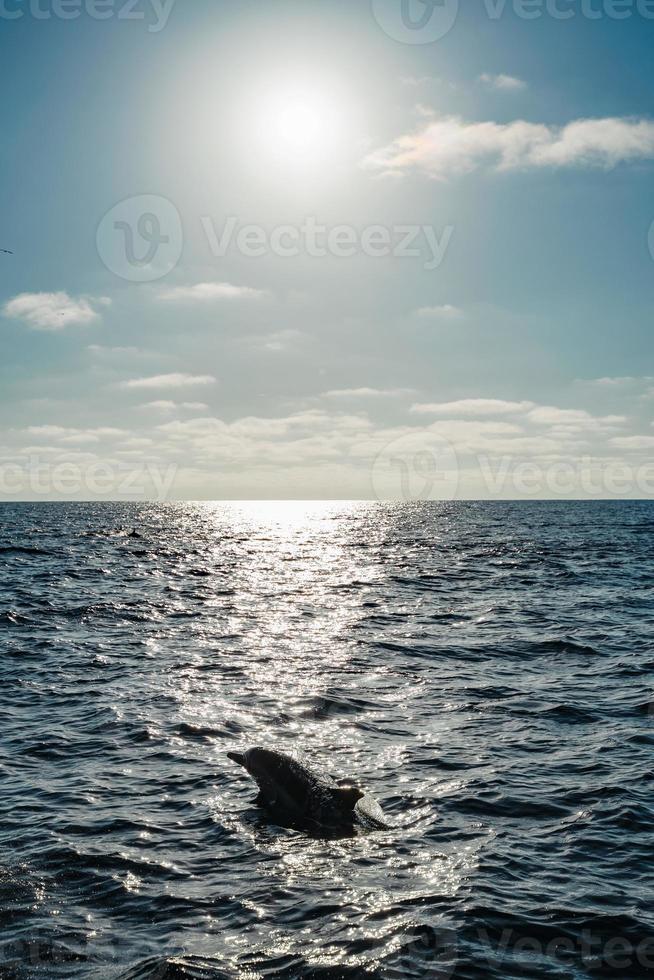 delfino silhouette nuoto nel oceano foto