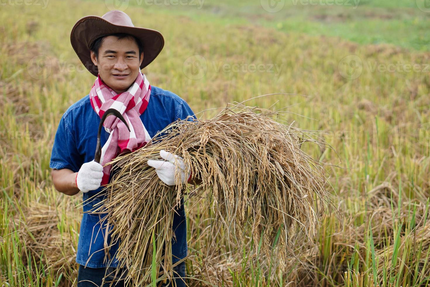 asiatico maschio contadino indossare cappello, detiene falce e raccolto riso impianti a risaia campo. concetto. agricoltura occupazione. contadino con biologico Riso. foto