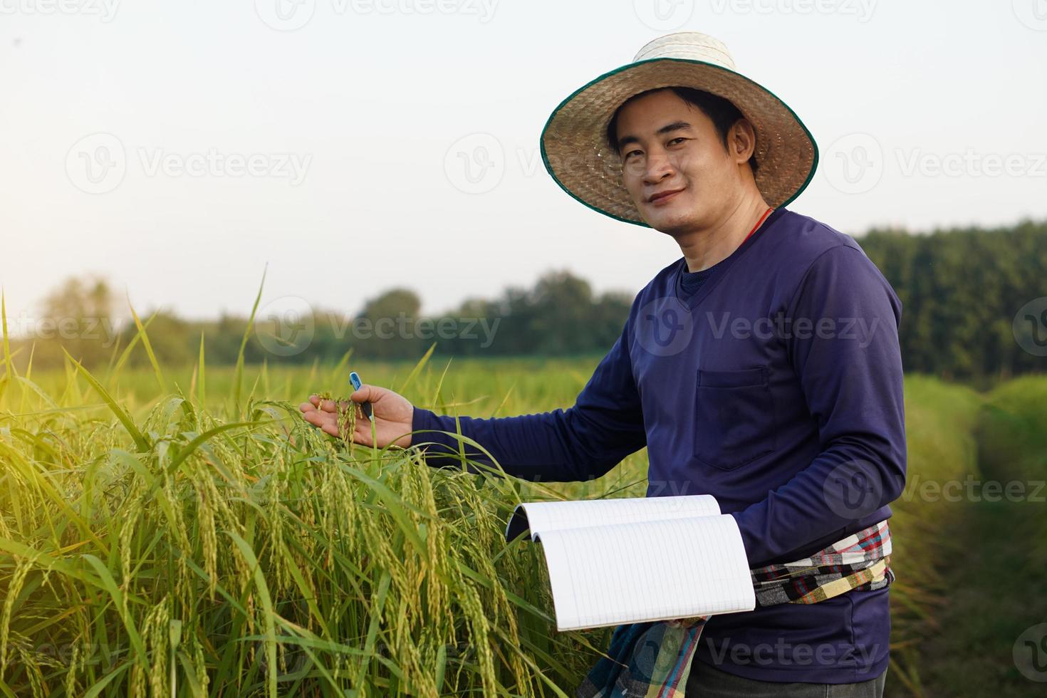 bello asiatico uomo contadino è a risaia campo, indossare cappello, blu camicia, detiene taccuino carta, ispeziona crescita e malattia di impianti. concetto, agricoltura ricerca e studia per sviluppare Ritaglia foto