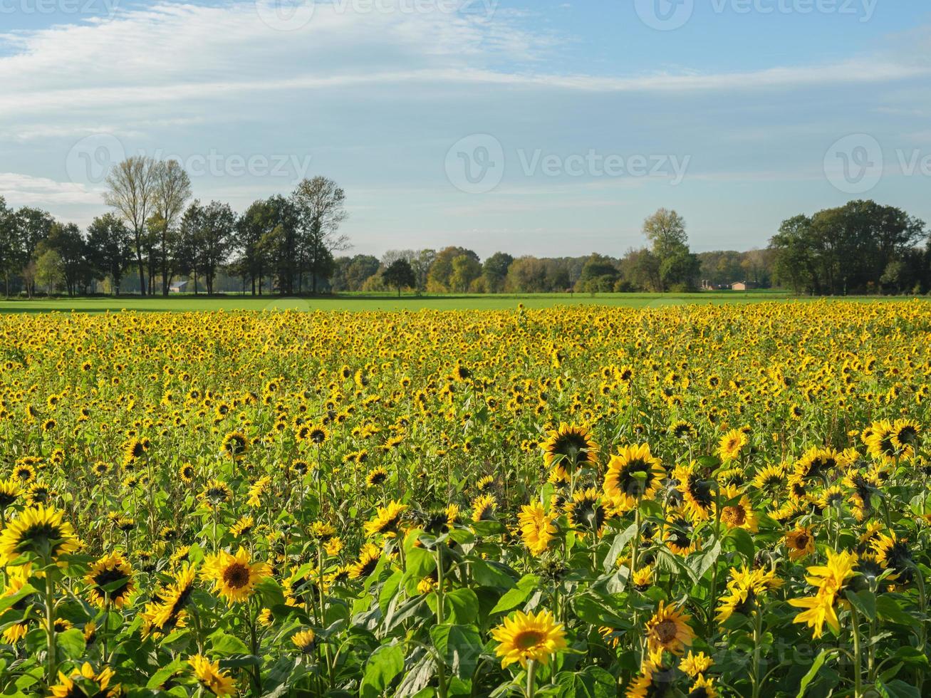 molti girasoli nel il Tedesco Münsterland foto