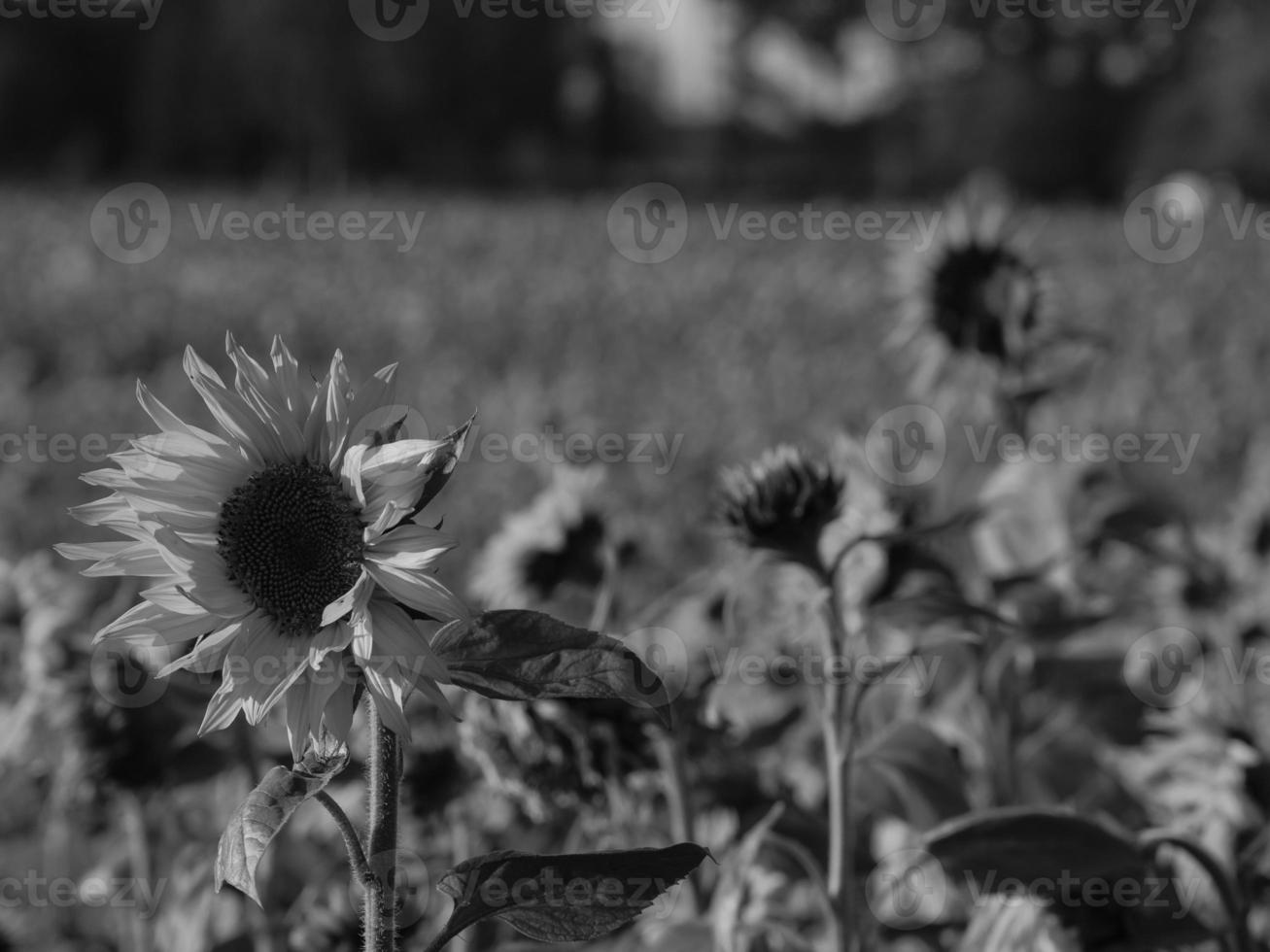 girasoli nel westfalia foto