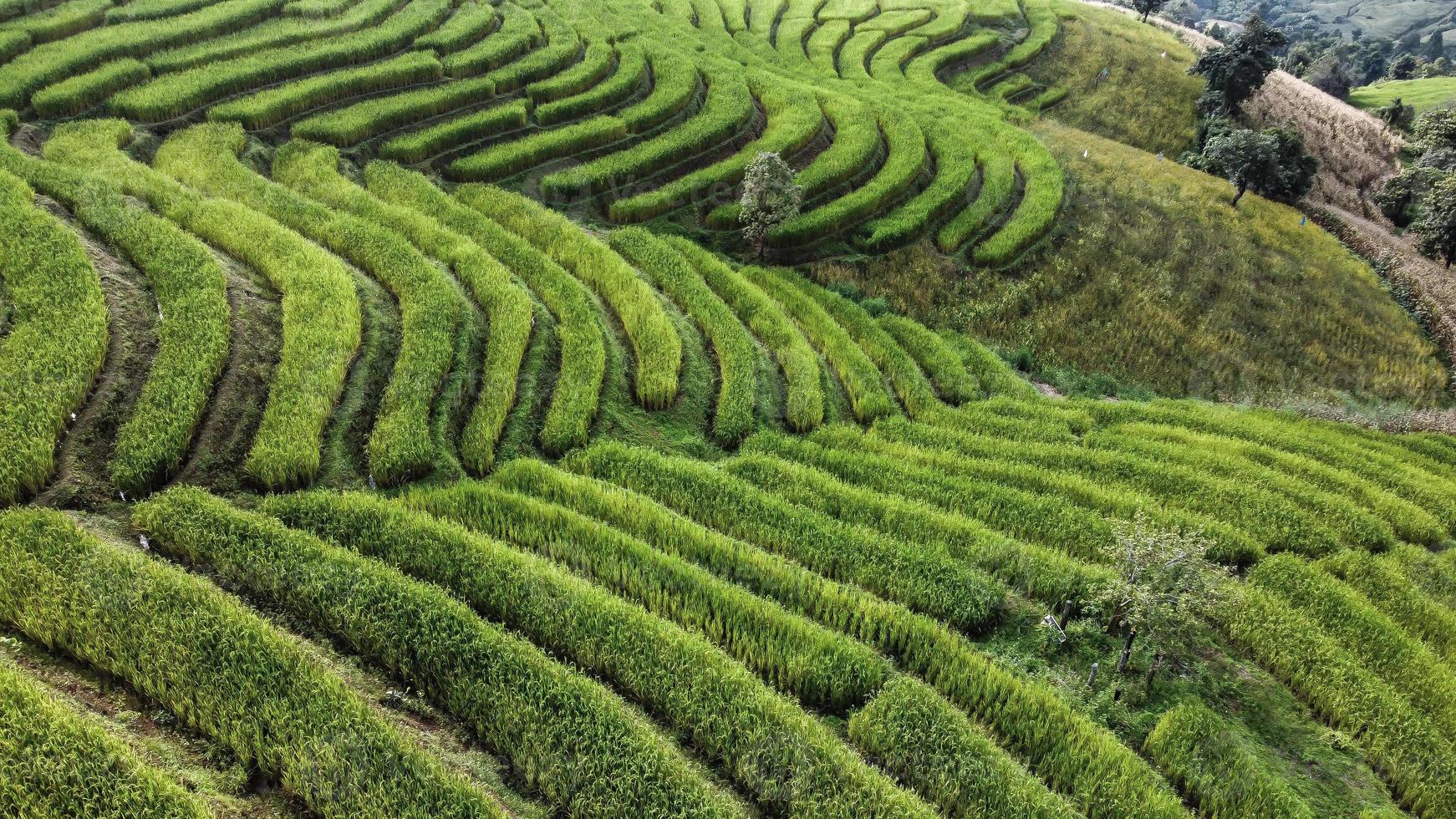 aereo Visualizza di riso terrazza a bandire papà bong piang nel chiang Mai Tailandia foto