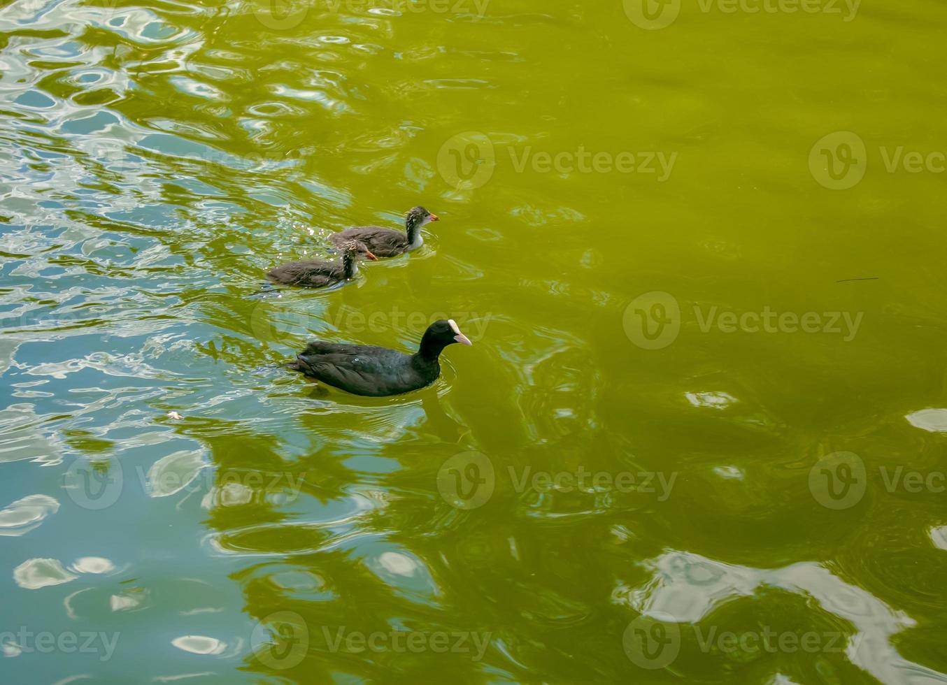 gregge di anatre nuotare su il acqua. foto