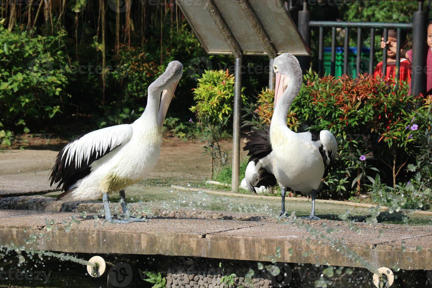 Questo è foto di pellicano uccello. Questo uccello è uno di il uccello specie nel il lago nel ragunano zoo.