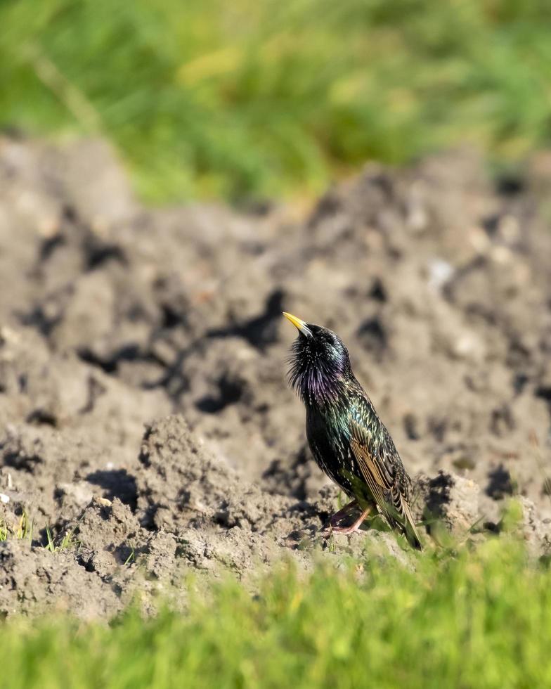 storno a terra foto