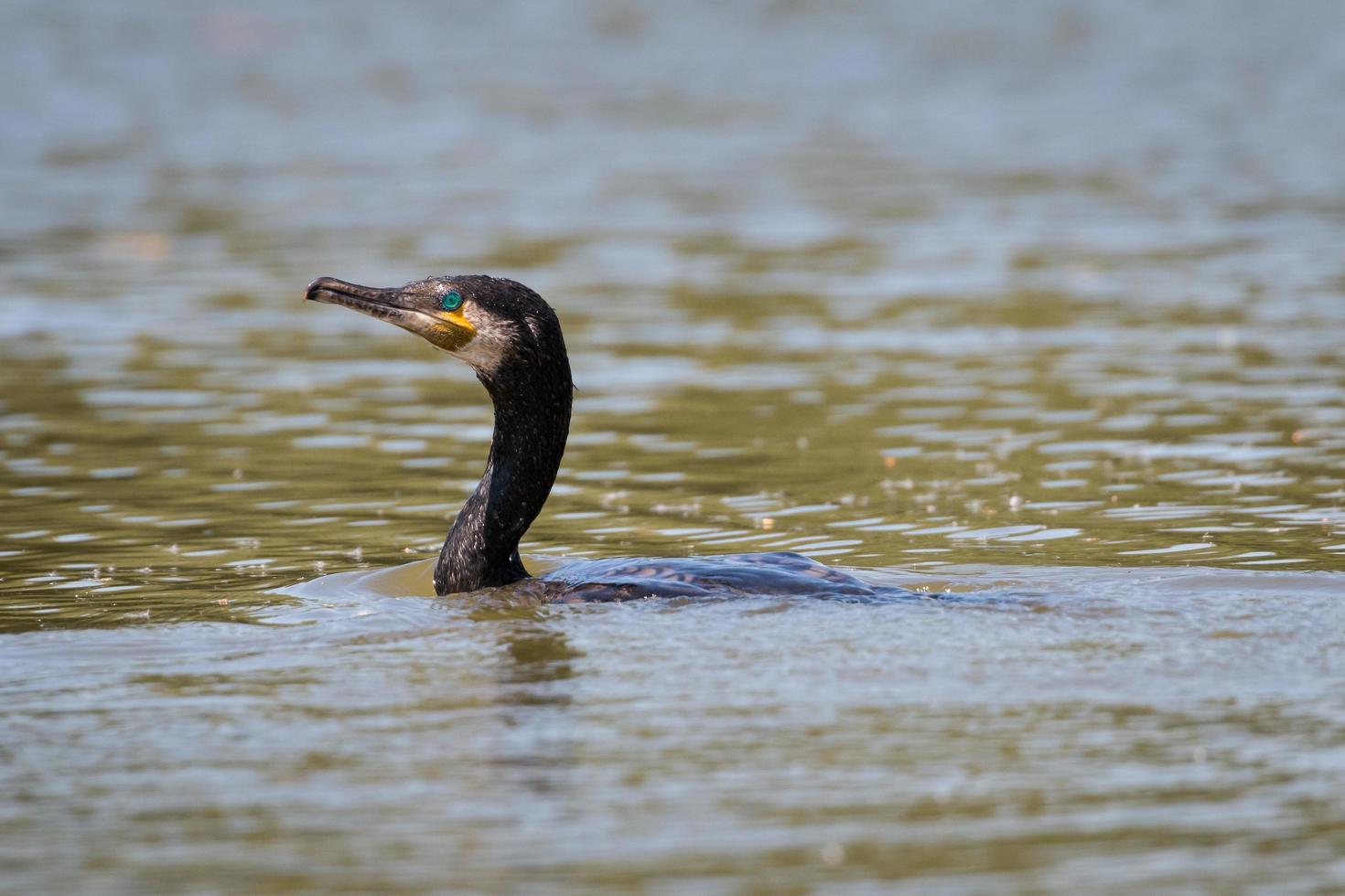 cormorano sul lago foto