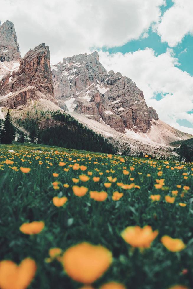 letto di fiori d'arancio foto