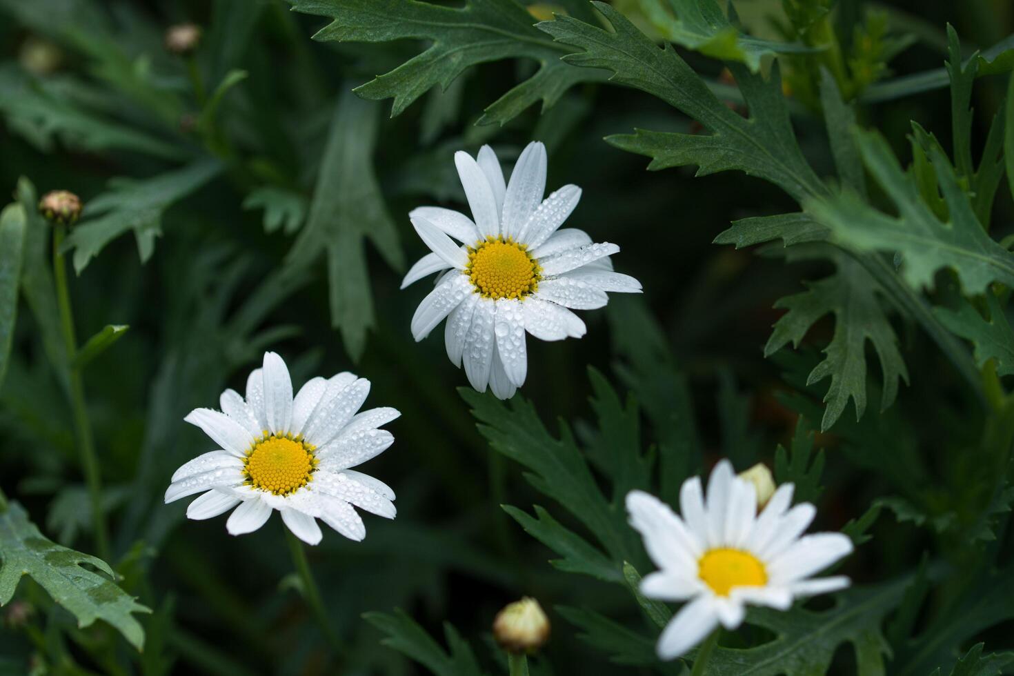 fiori bianchi, primo piano foto