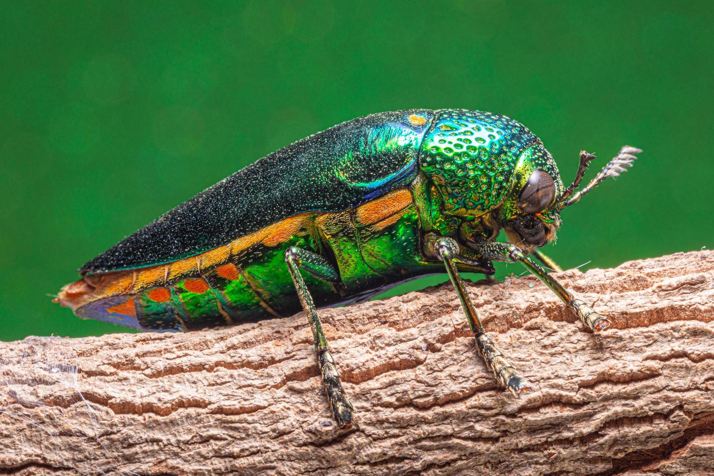 insetto buprestidae su sfondo verde foto