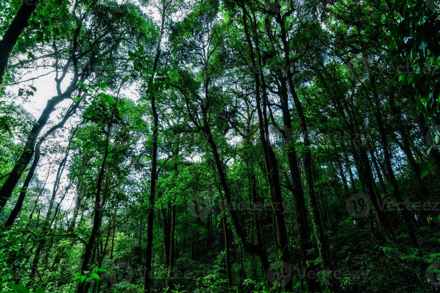 alberi nella foresta foto