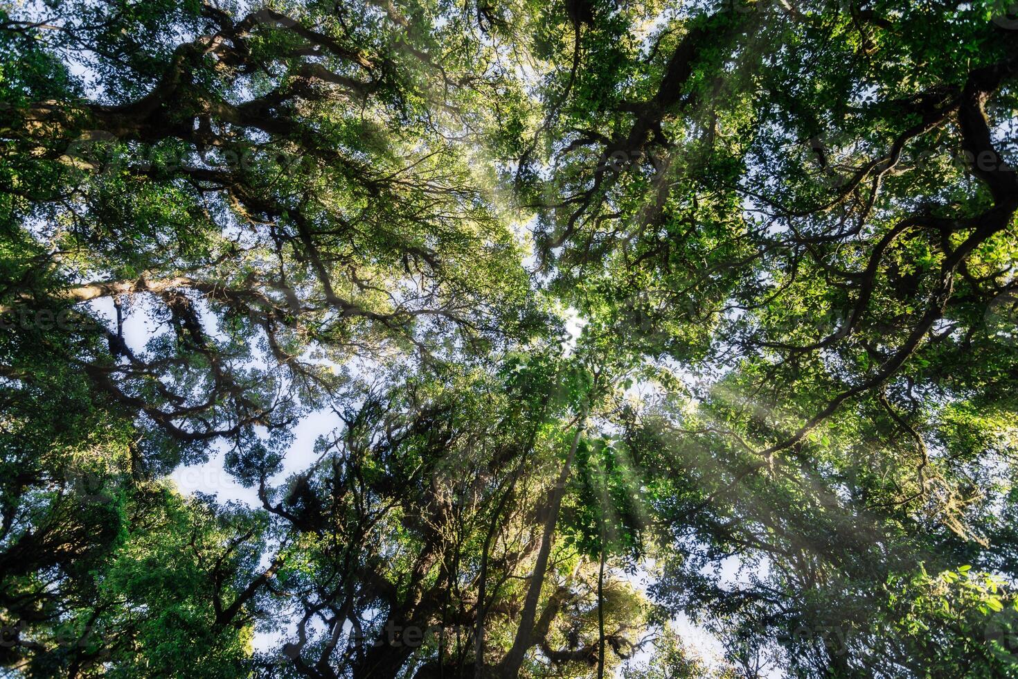 alberi nella foresta foto