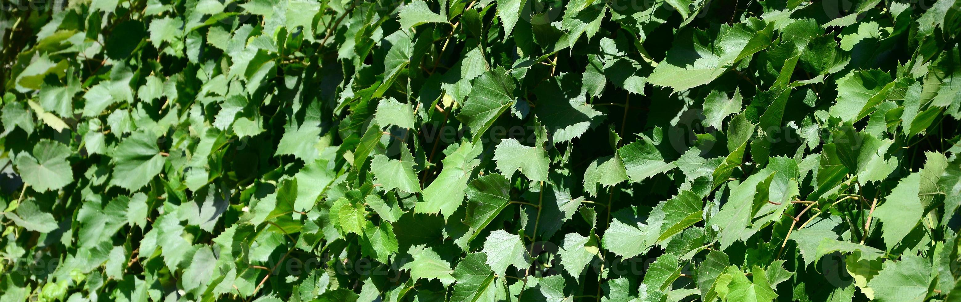 struttura di un' parete coperto di vegetazione con edera a partire dal verde le foglie nel un' vigneto foto