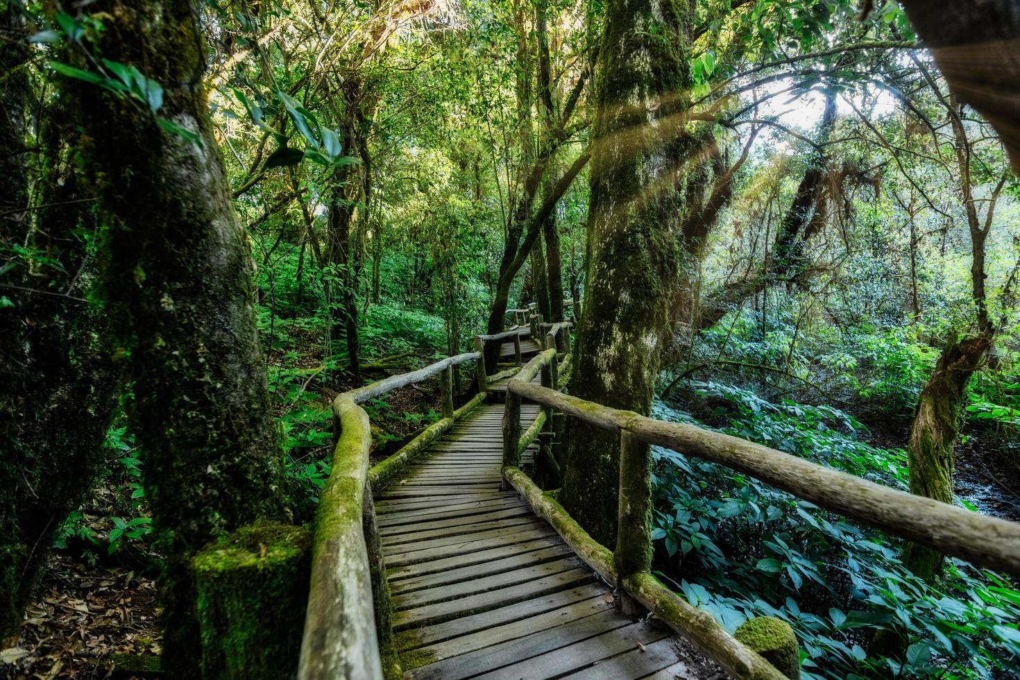 sentiero di legno nella foresta foto