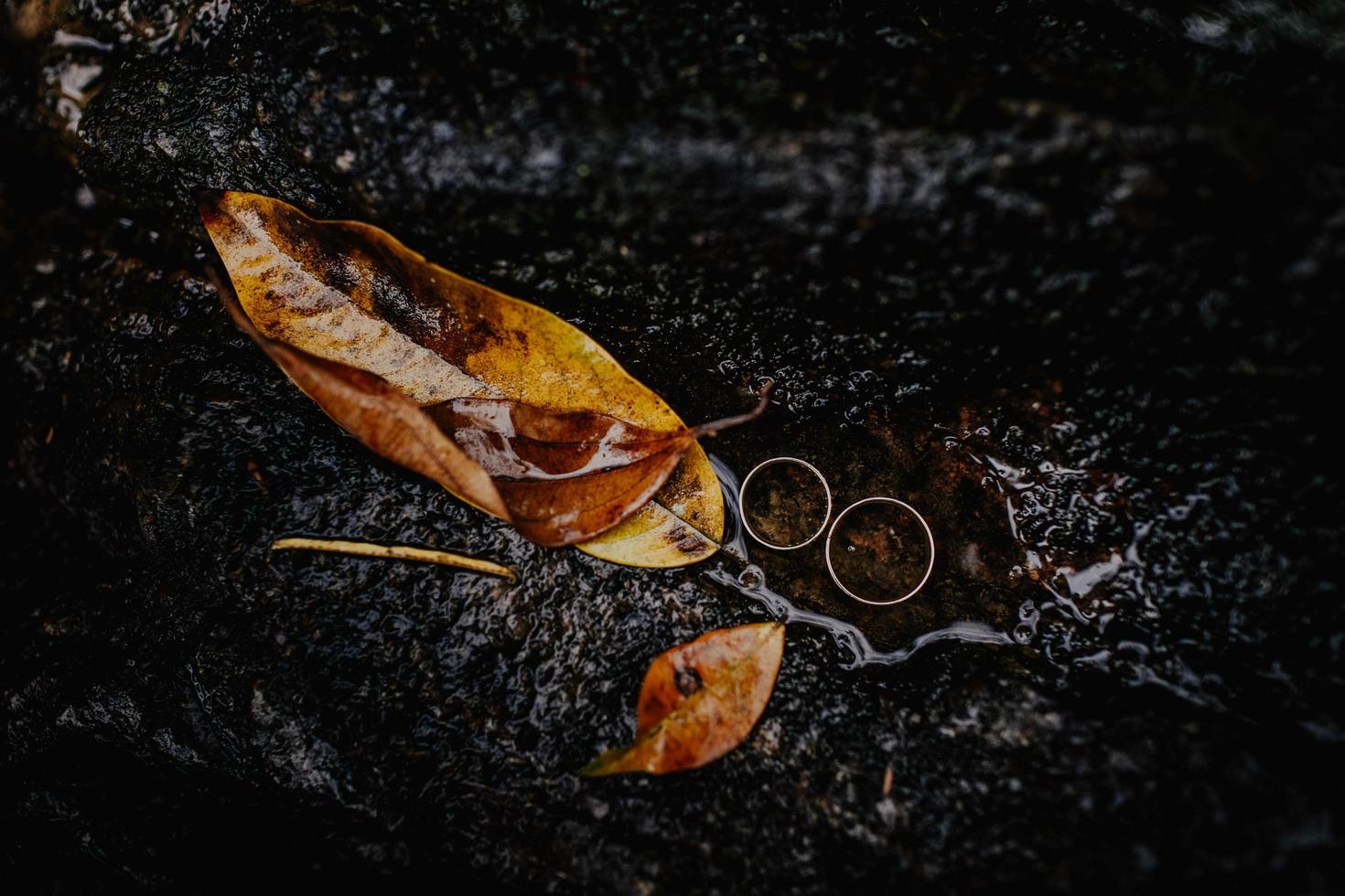 due fedi nuziali accanto a foglie bagnate marroni foto