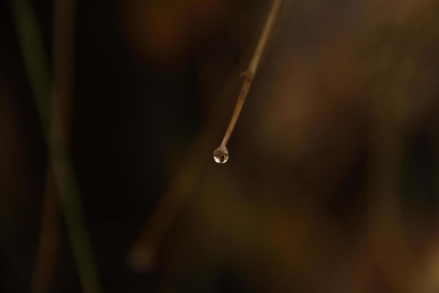 goccia d'acqua sul ramo foto