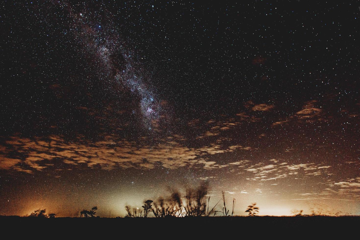 silhouette di piante sotto la notte stellata foto