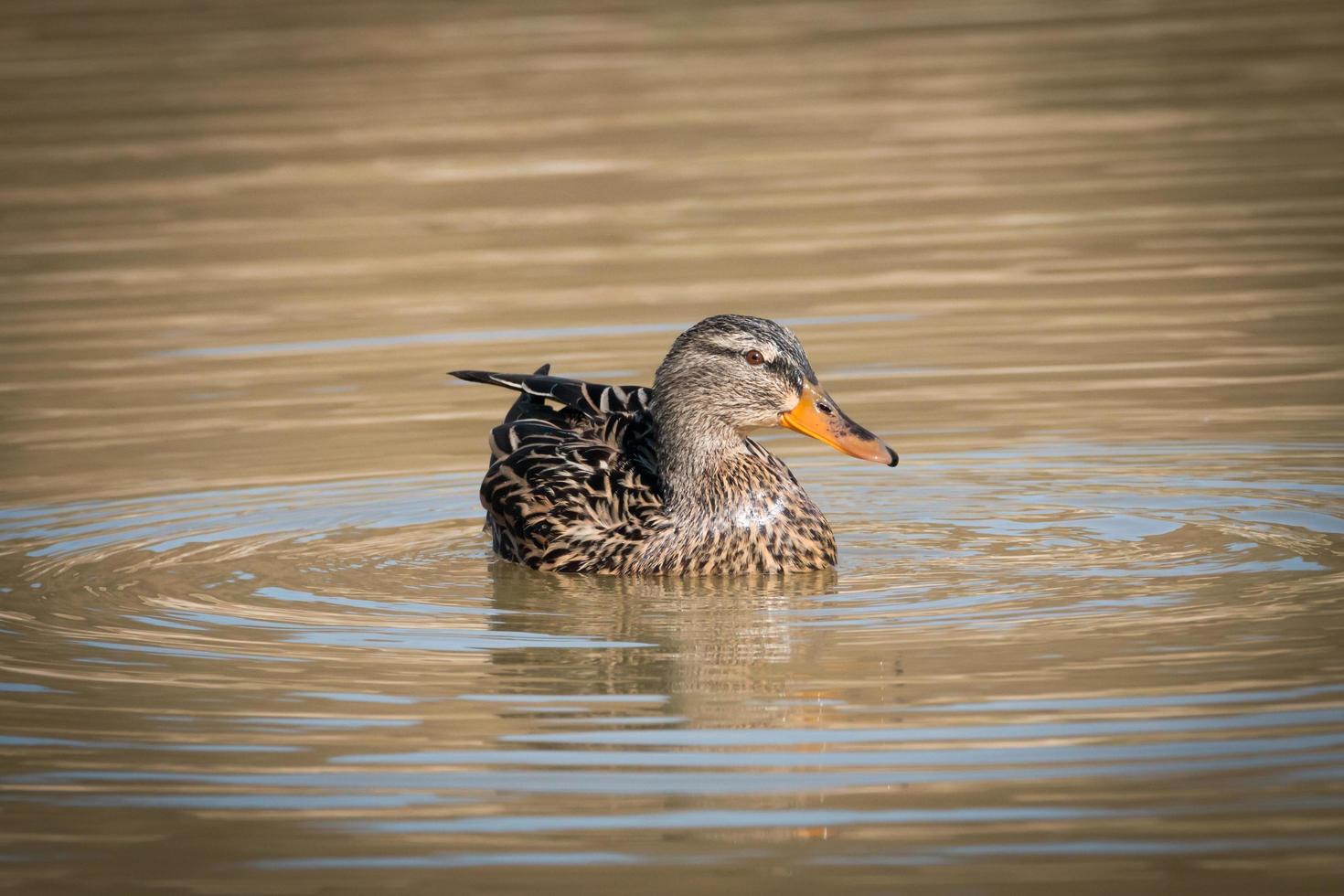 germano reale femmina su un lago foto