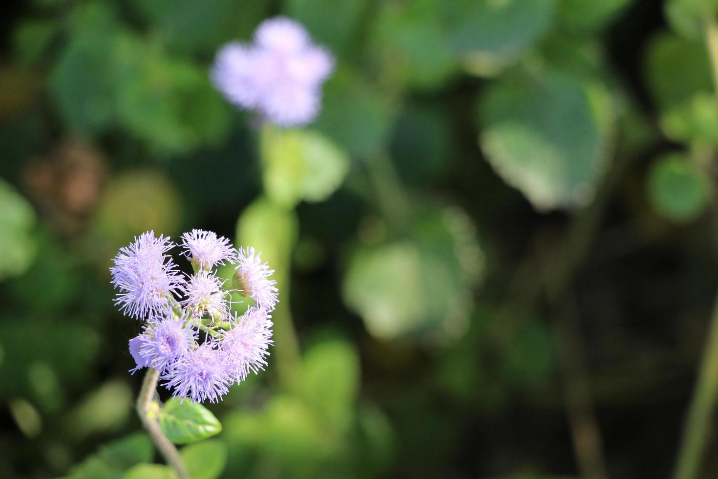 primo piano di un bel fiore rosa foto