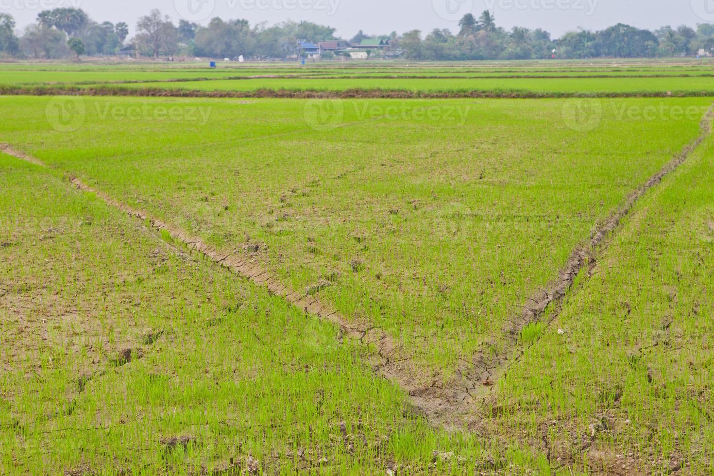 campo di riso in thailandia foto
