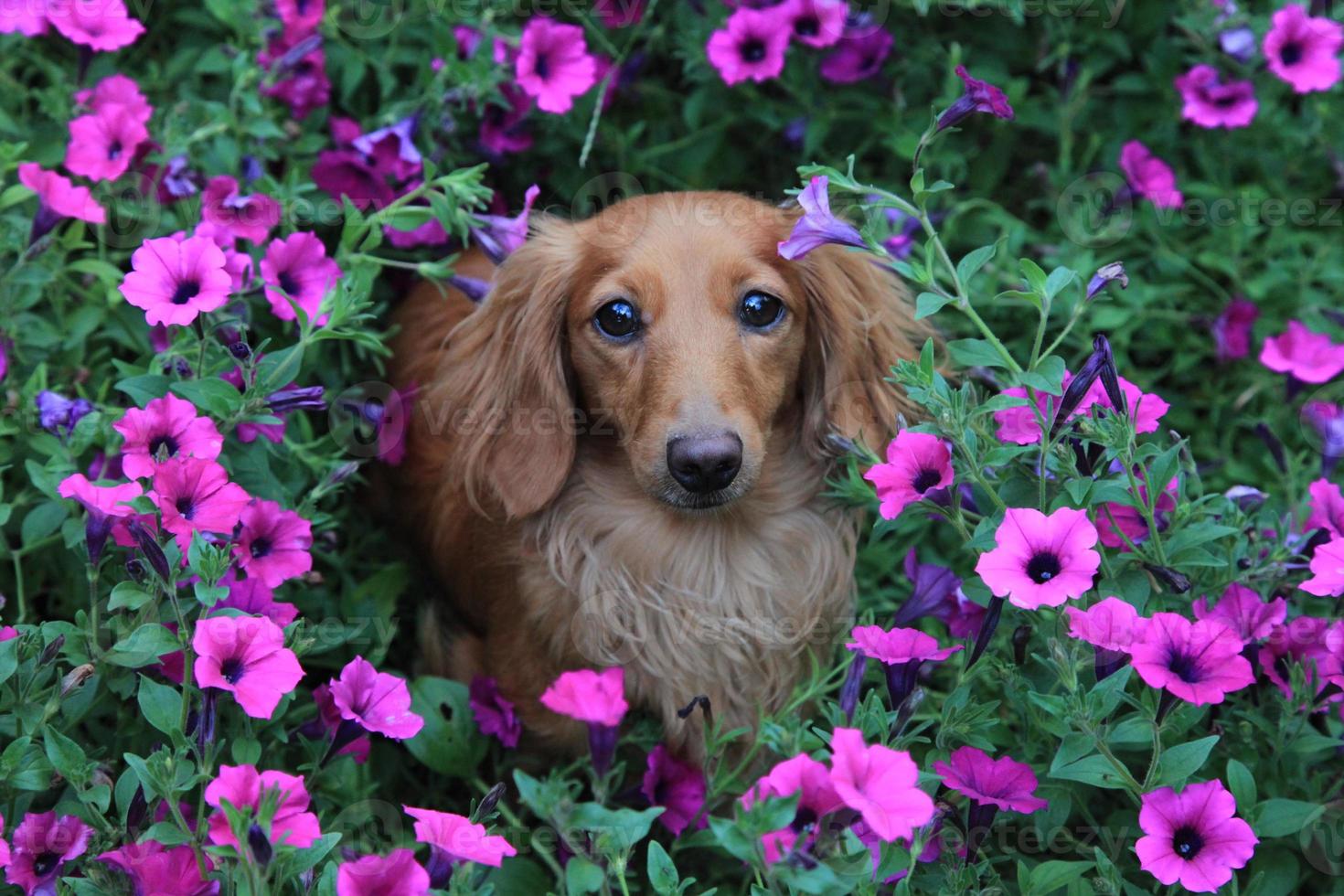 cane in fiori foto