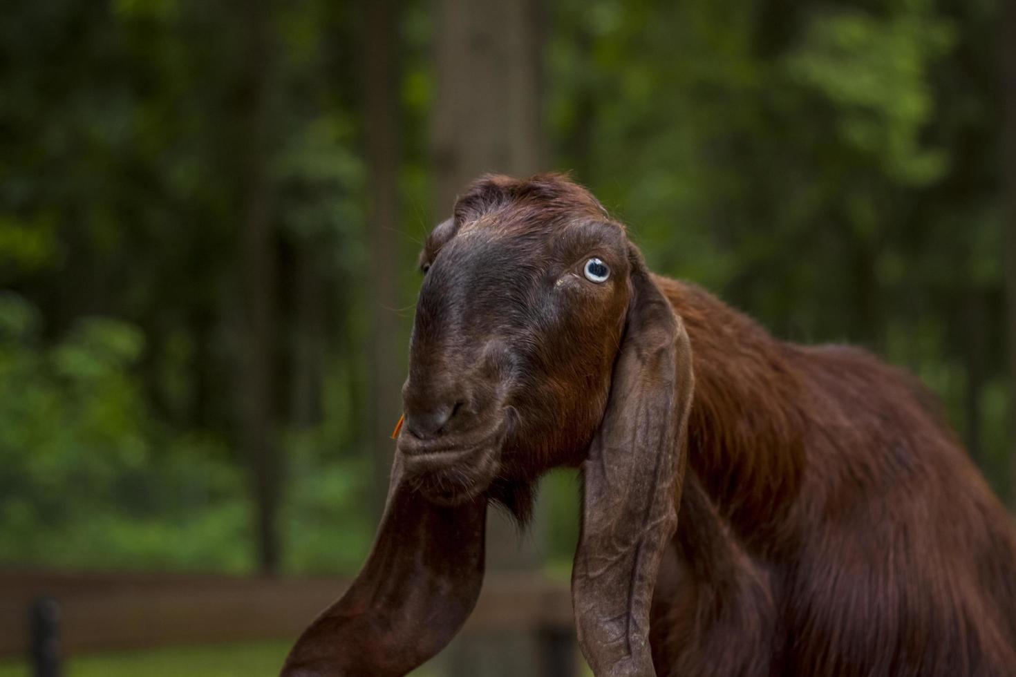 animali nel un voliera nel un' piccolo città zoo. animali siamo alimentato a partire dal il mani di visitatori, e bambini può animale domestico loro foto