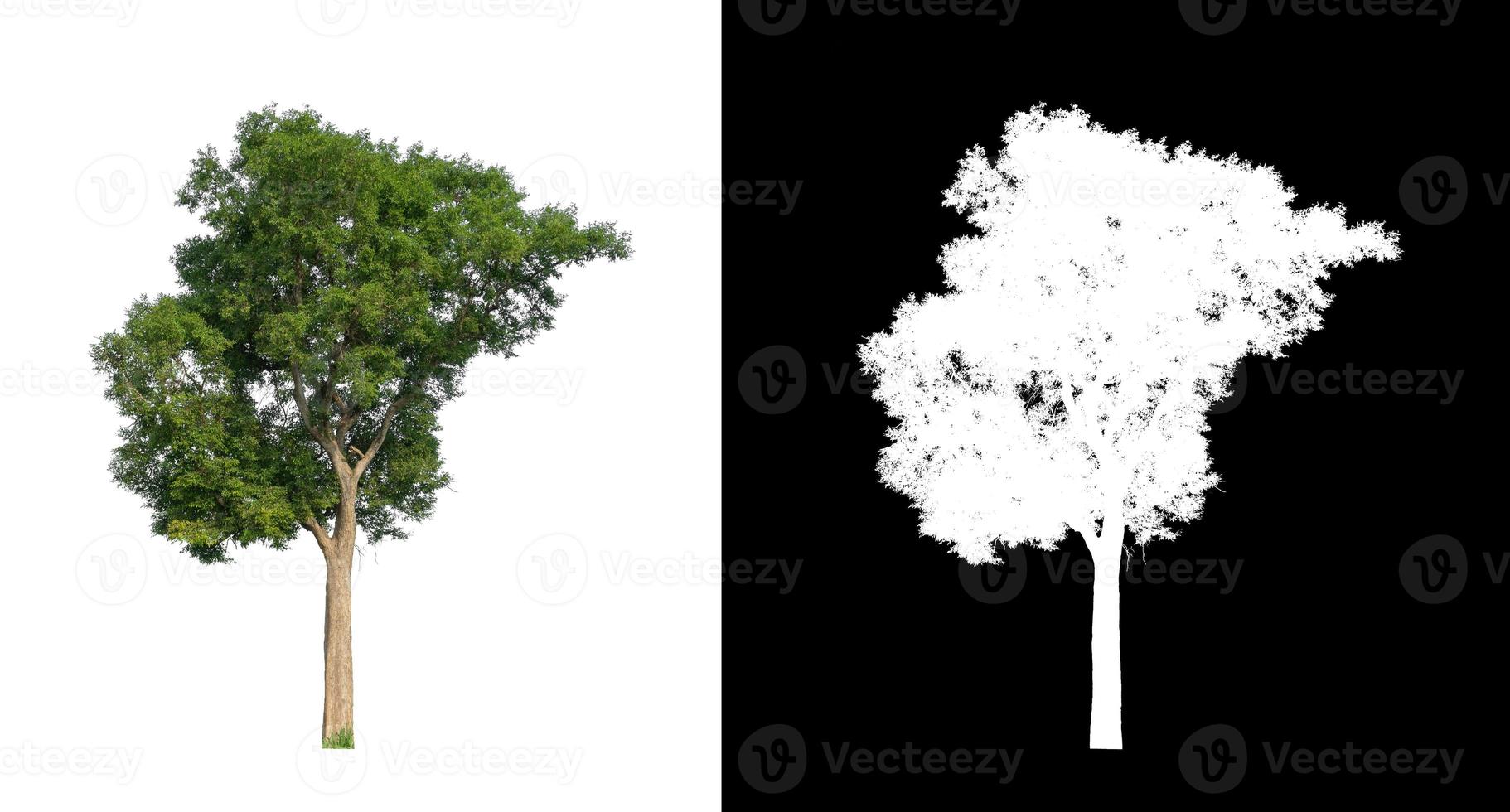 singolo albero con ritaglio sentiero e alfa canale su nero sfondo foto