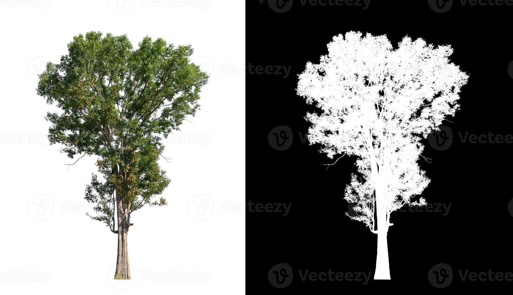 singolo albero con ritaglio sentiero e alfa canale su nero sfondo foto