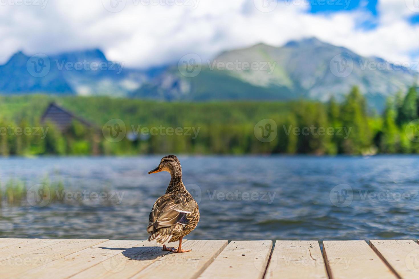 selvaggio anatra riposo su lago riva di legno molo nel il montagne soleggiato nuvole cielo, idilliaco viaggio paesaggio. pino albero foresta, tranquillo, calmo escursioni a piedi avventura, sfocato sognante scenario foto