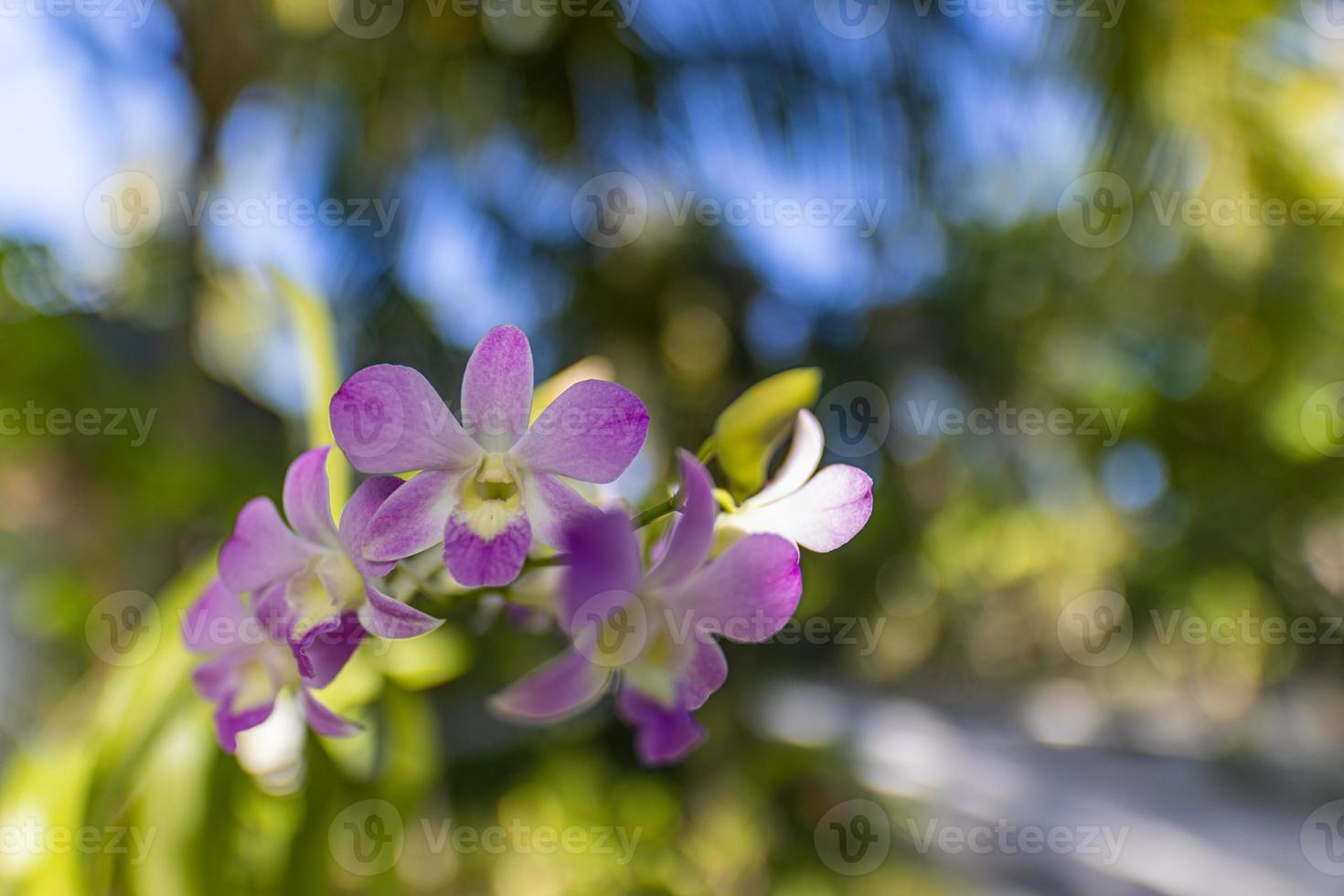 rosa phalaenopsis o falena dendrobium orchidea fiori. bellissimo orchidea fiore fioritura a tropicale giardino sfocato fogliame. astratto fioritura esotico fiori foto