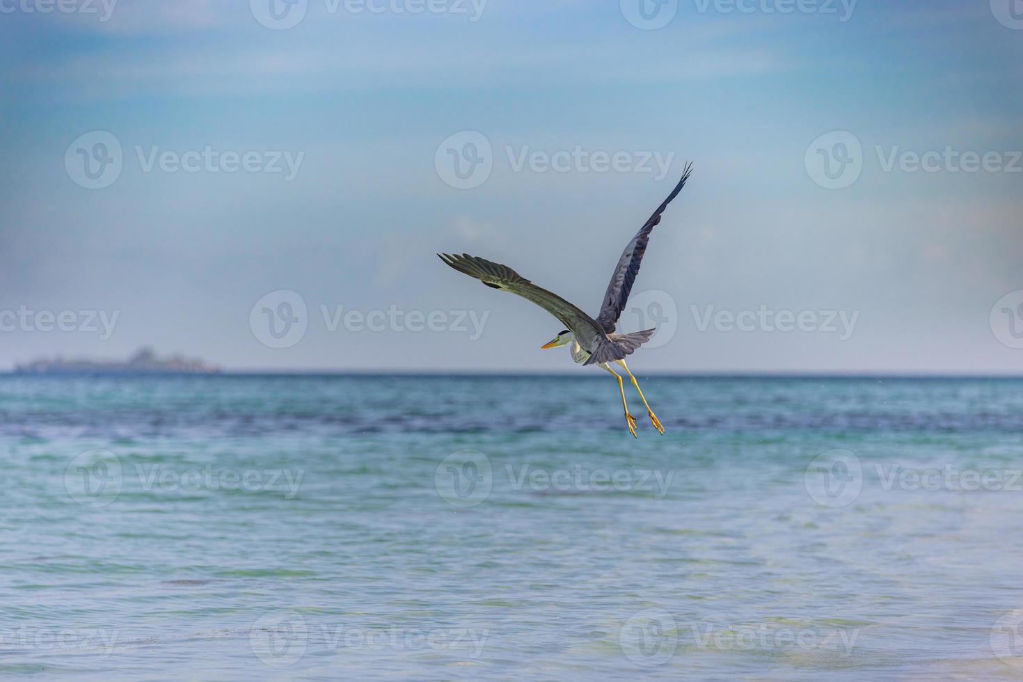 grande blu airone volare lontano con Ali largo nel Maldive. mare, riva marino natura sfondo. uccello, animale nel naturale habitat a tropicale costa volare. foto