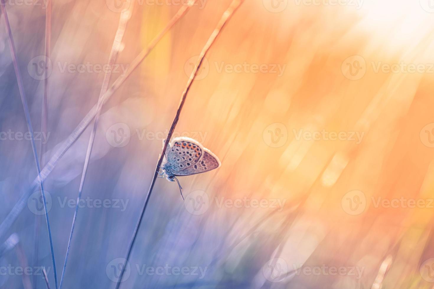 tramonto leggero natura prato campo con farfalla come autunno sfondo. bellissimo asciutto autunno prato sfondo. sorprendente ispirare natura avvicinamento. sognare fantasia maestoso naturale fogliame, tranquillo sfocatura bokeh foto