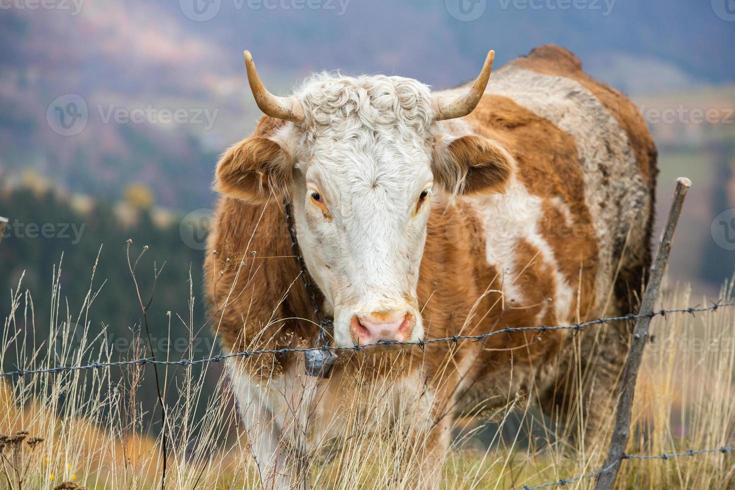 un' bellissimo e contento mucca pascolo su un' altopiano nel il carpazi montagne nel Romania. mucca all'aperto su il pianura. foto