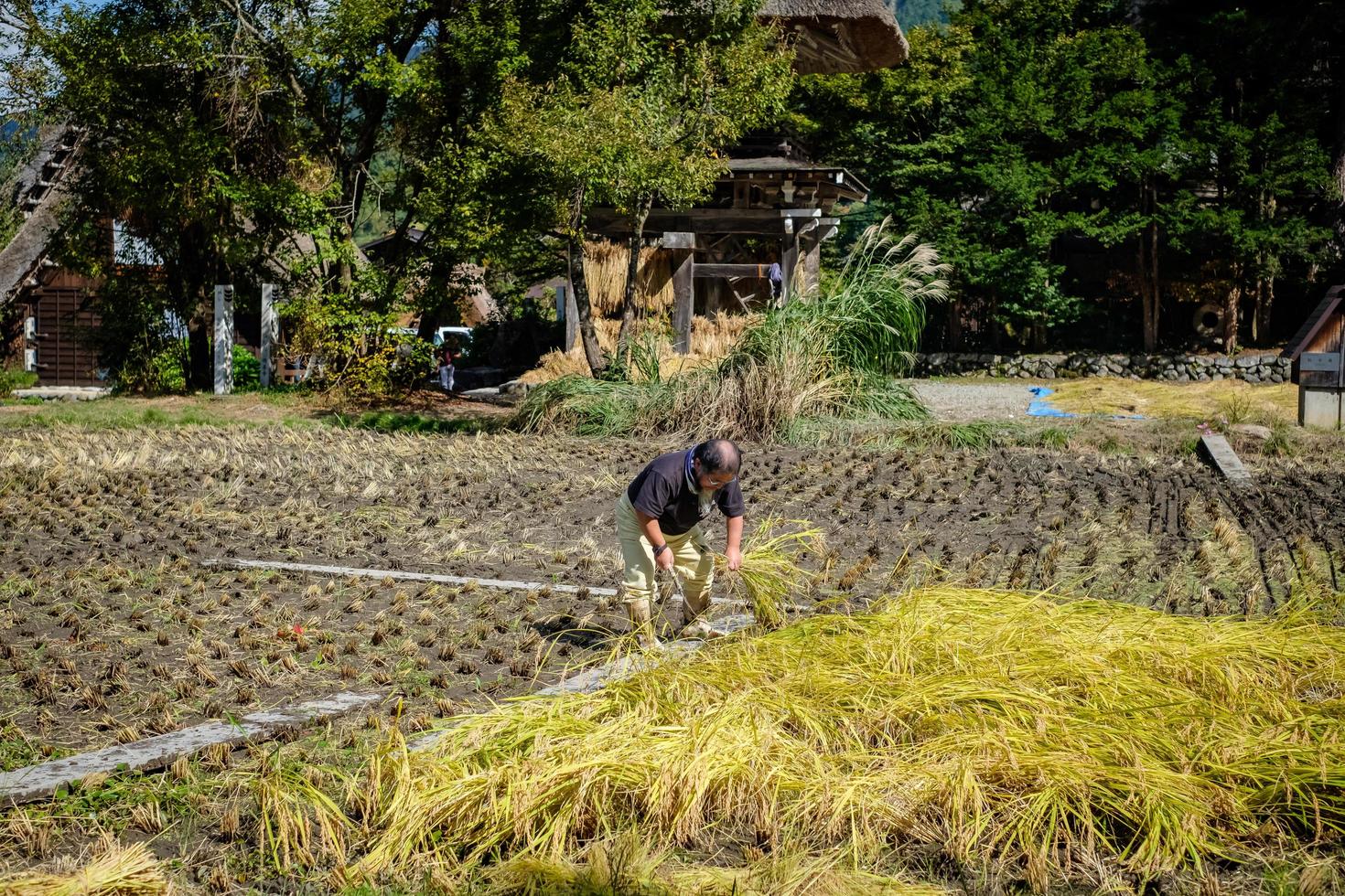 Shirakawa, gifu, Giappone - ottobre 2022 - non identificato giapponese contadino con un' sfondo di shirakawago villaggio durante autunno con un' triangolo Casa, riso campo, e pino montagna. foto