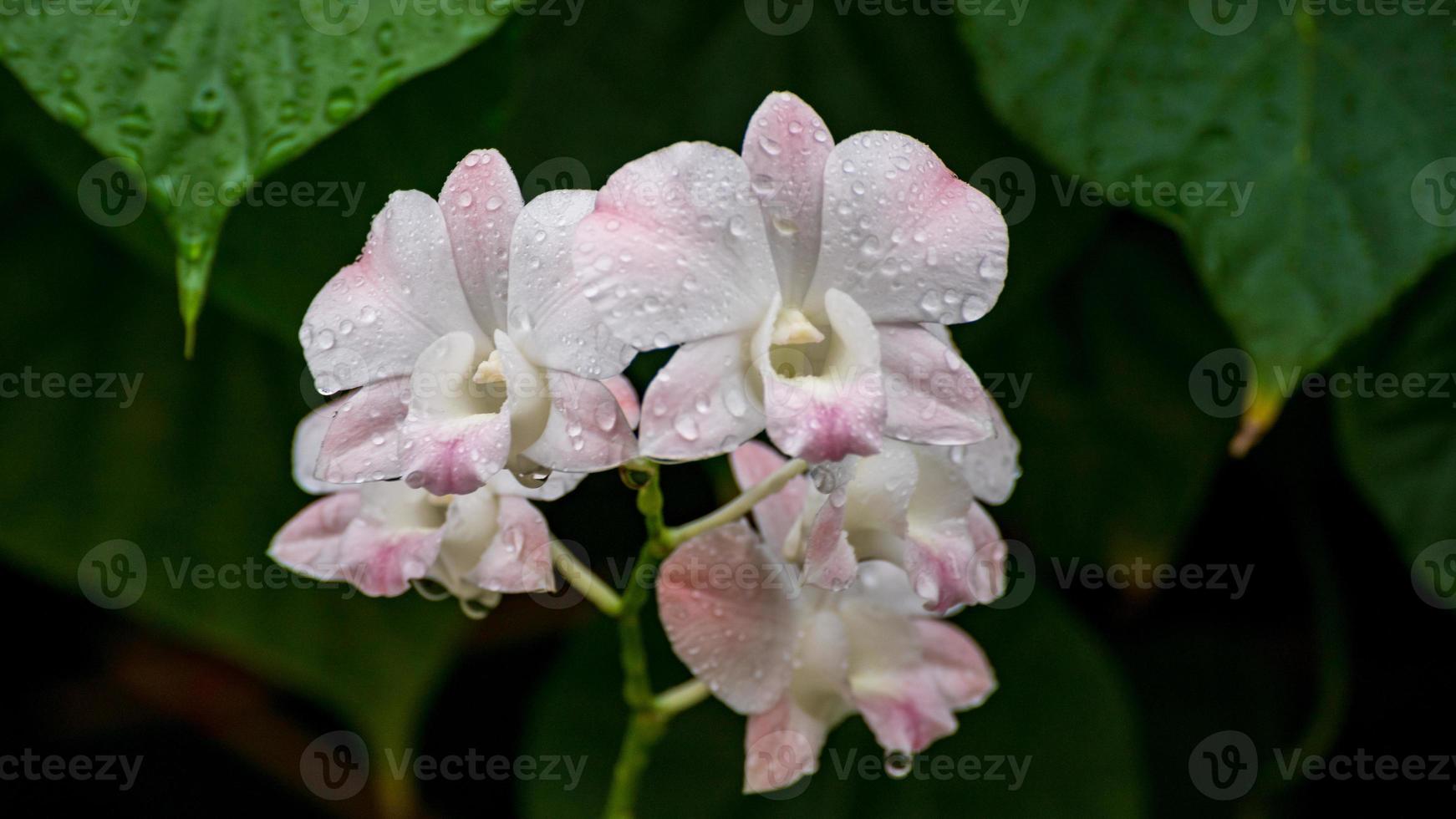gocce di pioggia su il orchidea fiore foto