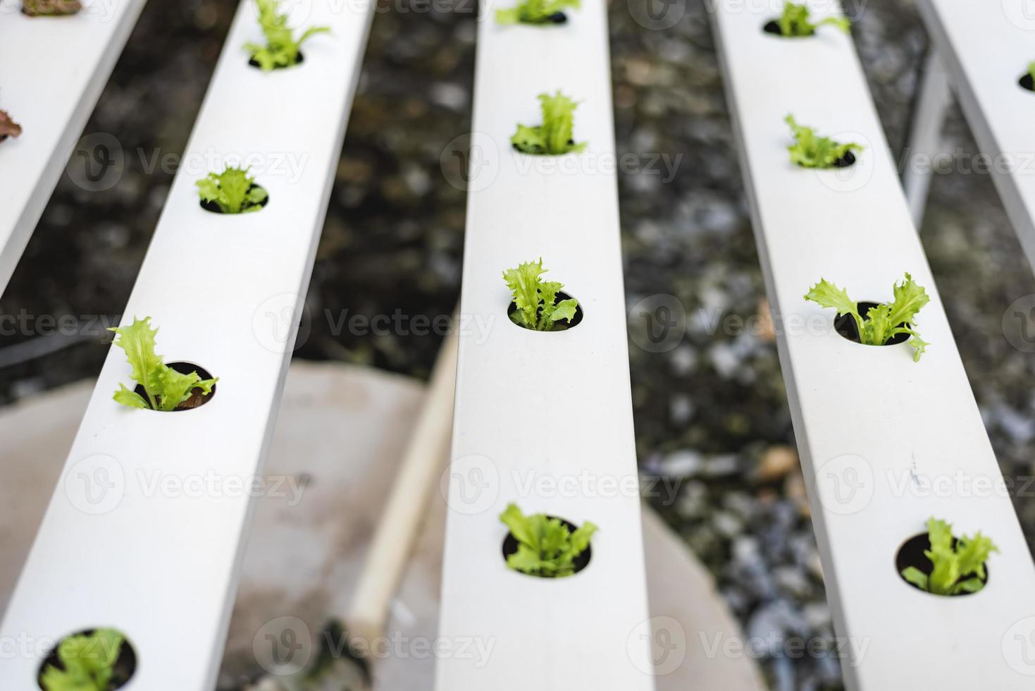 piccolo piantine di lattuga cresciuto nel piantare vassoi. foto