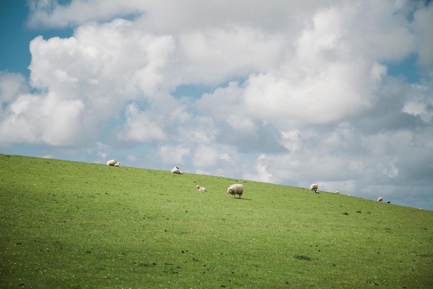 pecore bianche su un campo verde foto