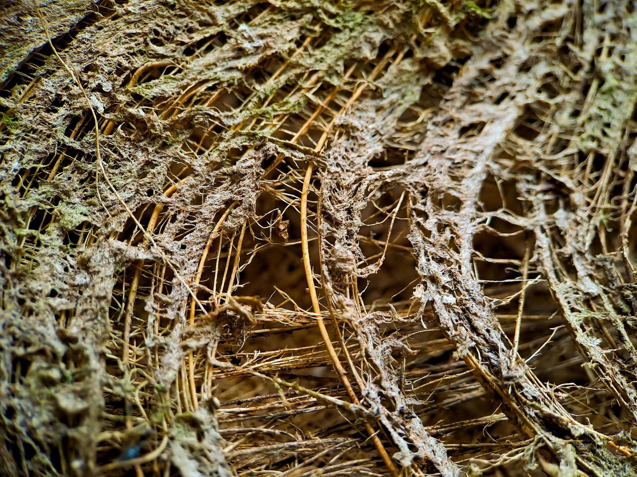 vicino su di un' Noce di cocco fibra di cocco struttura, tiro su un' Noce di cocco fibra albero, Marrone naturale sfondo per consumo e ambientale produzione. comunemente Usato per auto sedili, materassi foto