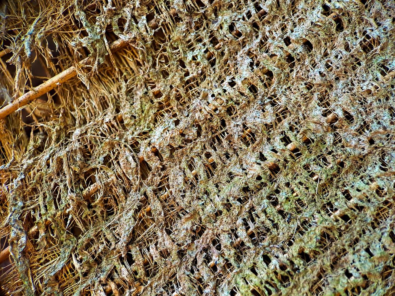 vicino su di un' Noce di cocco fibra di cocco struttura, tiro su un' Noce di cocco fibra albero, Marrone naturale sfondo per consumo e ambientale produzione. comunemente Usato per auto sedili, materassi foto