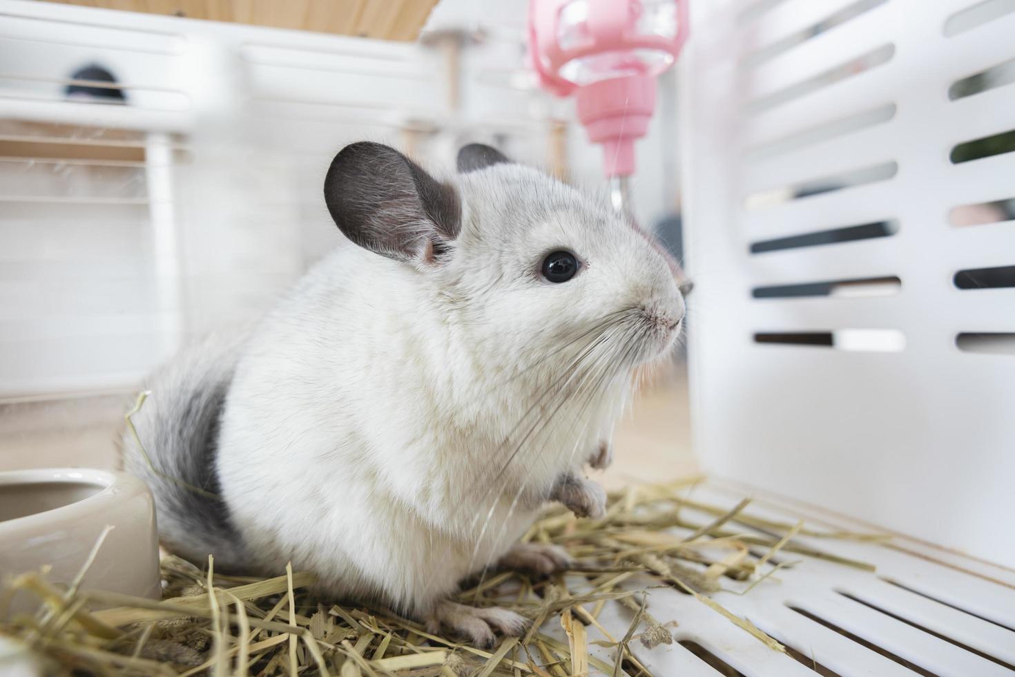 cincilla carino animale domestico pelliccia bianca capelli soffice e nero occhi. avvicinamento animale roditore adorabile domare orecchio grigio guardare a telecamera. felino mammiferi siamo soffice e giocoso. foto