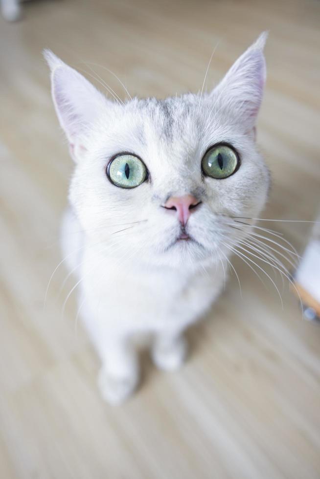 gatto carino con bianca corto capelli razza di Britannico di razza. il gattino animale domestico è adorabile seduta guardare telecamera occhi giallo verde. felino mammiferi siamo soffice e giocoso. foto