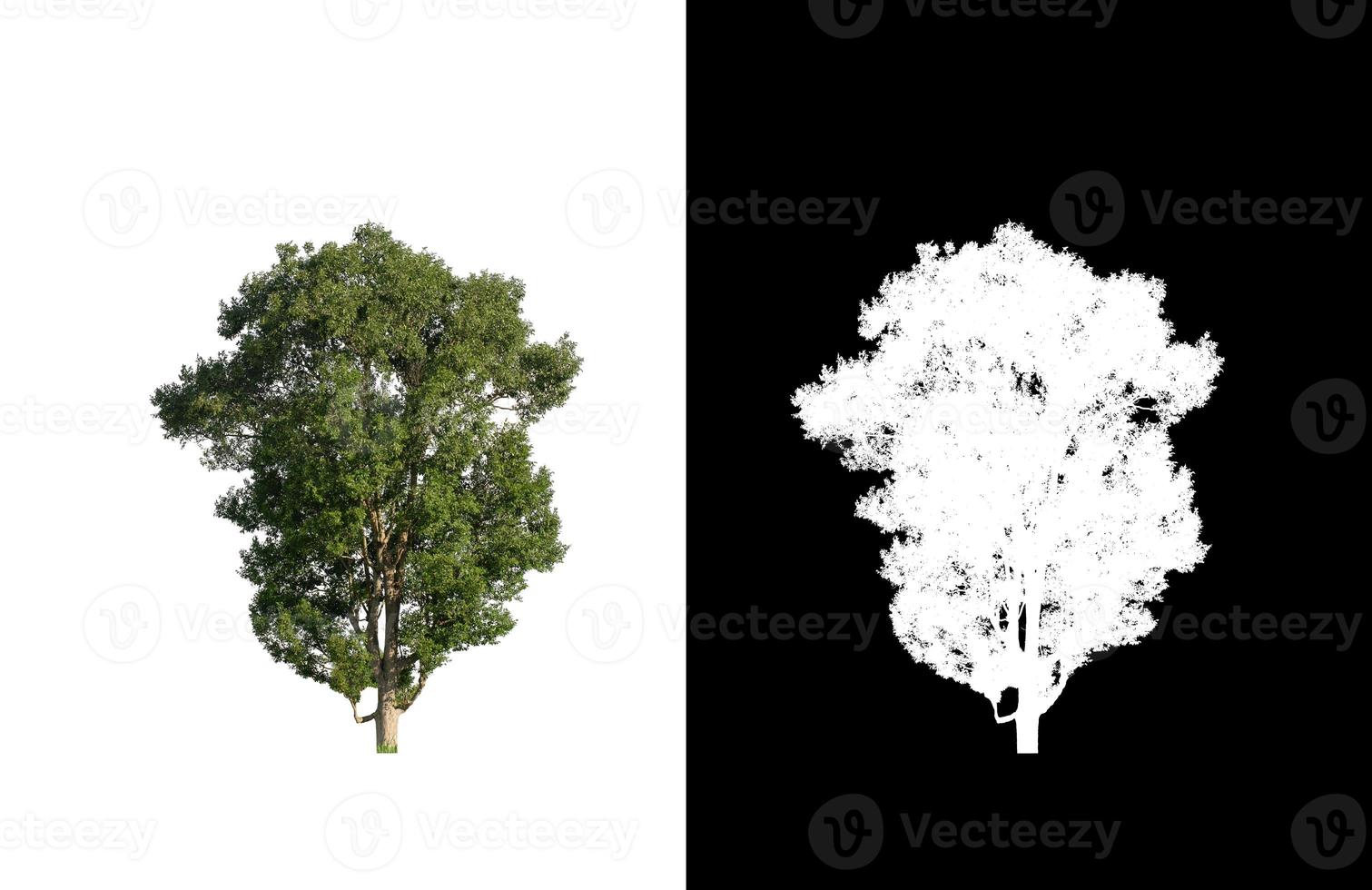 singolo albero con ritaglio sentiero e alfa canale su nero sfondo foto