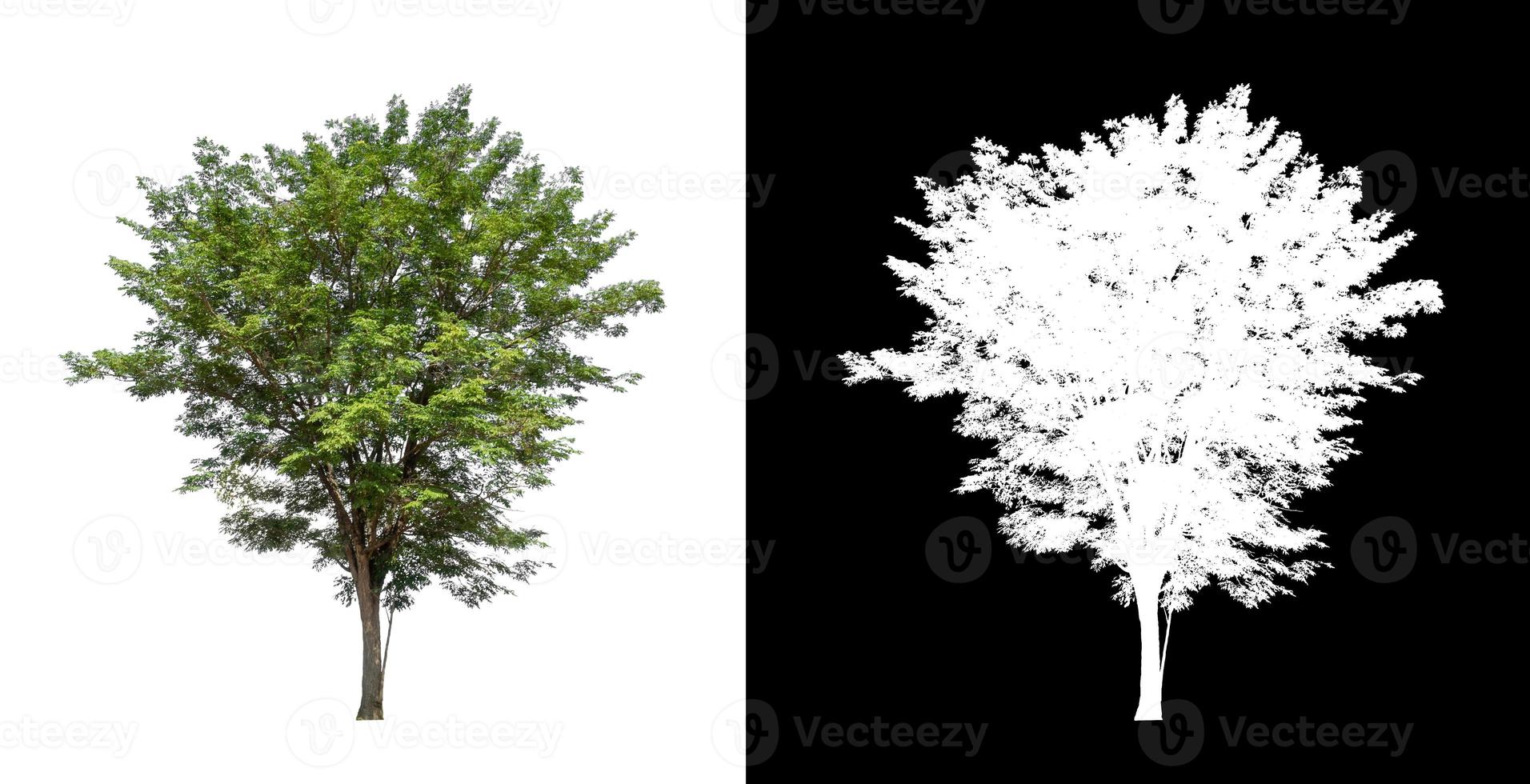 singolo albero con ritaglio sentiero e alfa canale su nero sfondo foto