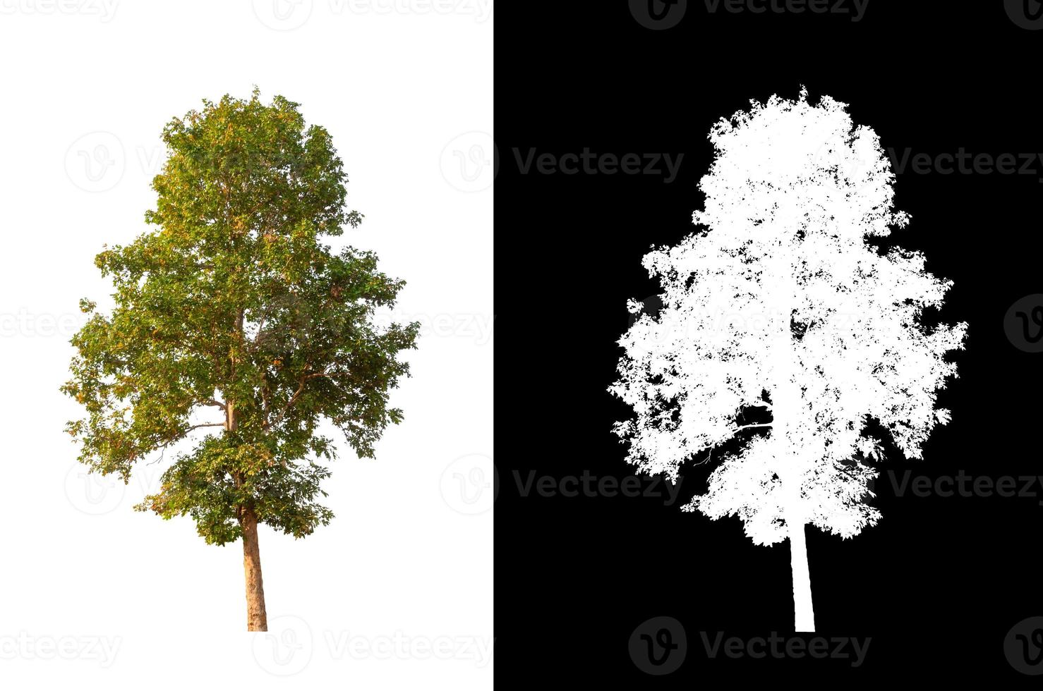 singolo albero con ritaglio sentiero e alfa canale su nero sfondo foto