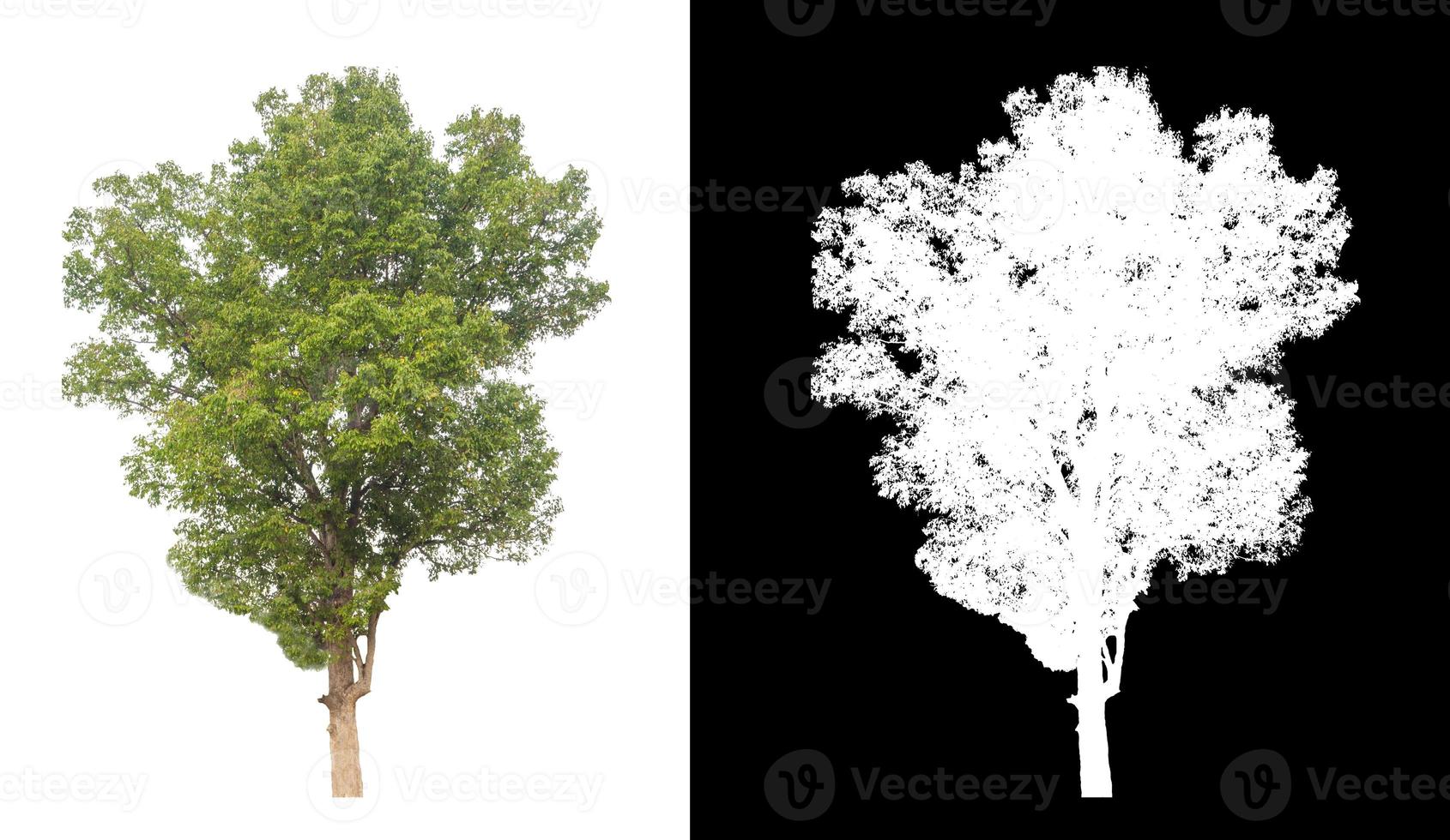 verde albero isolato su bianca sfondo con ritaglio sentiero, singolo albero con ritaglio sentiero e alfa canale su nero sfondo foto