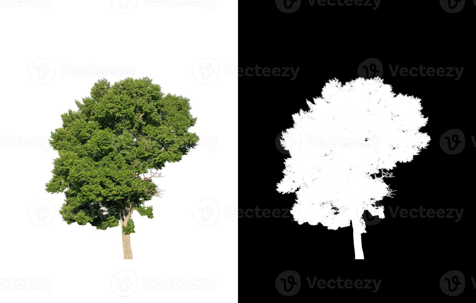 singolo albero con ritaglio sentiero e alfa canale su nero sfondo foto