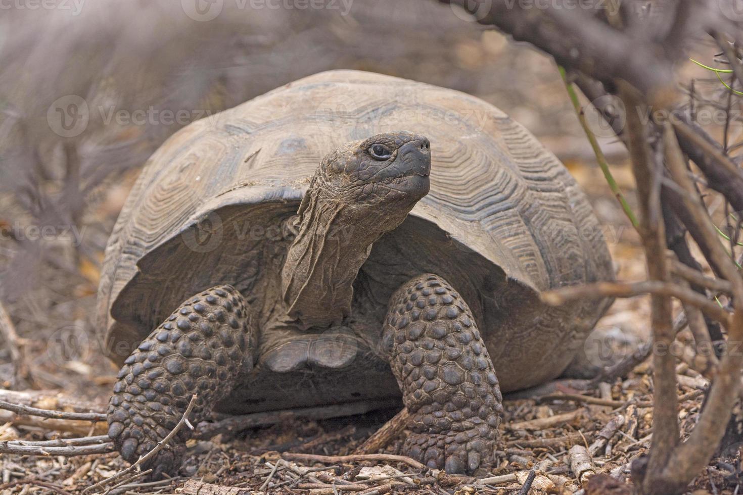 giovane gigante tartaruga nel il spazzola foto