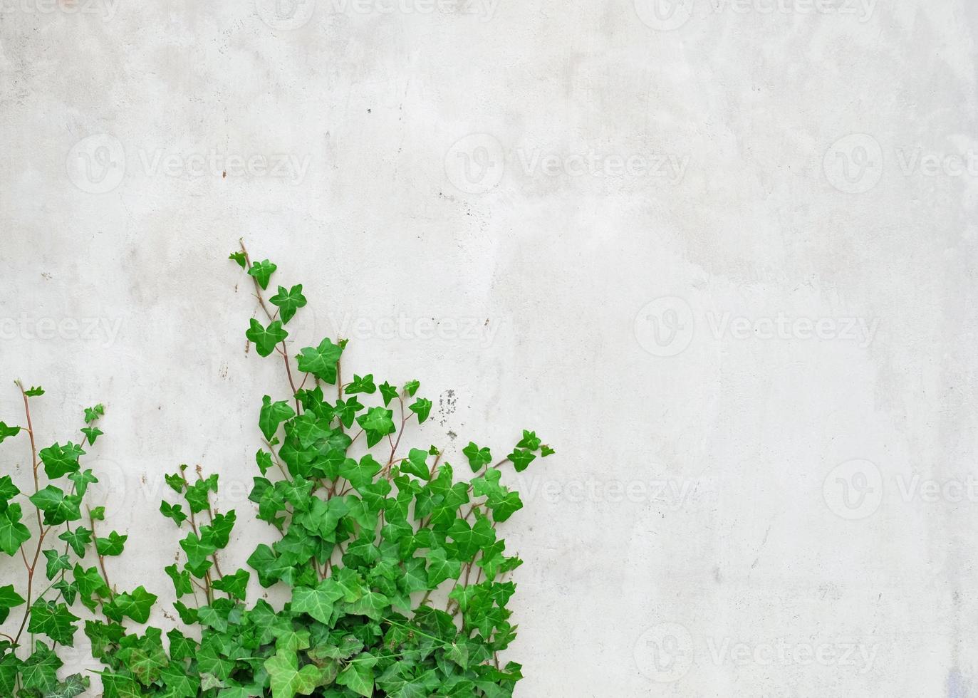 verde edera le foglie riccioli su il grigio gesso parete. strutturato sfondo di le foglie. verde pianta parete struttura per fondale design e eco parete e fustellato per opera d'arte. vecchio gesso parete con crepe. foto