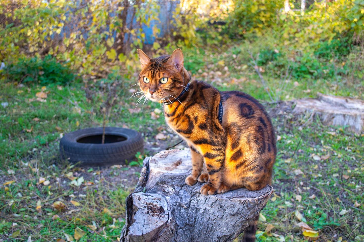 giovane bellissimo Bengala gatto su un autunno camminare tra il giallo autunno fogliame foto