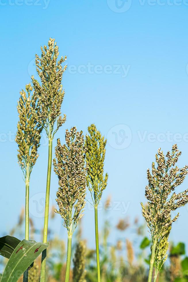 primo piano sorgo in campo agente cielo blu foto